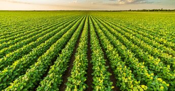 Agroalimentare, intesa Ismea e Anasb per rafforzare settore bufalino