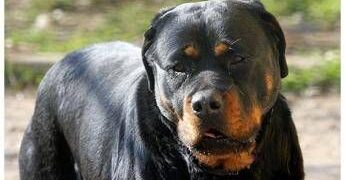 Azzannato in campagna da due rottweiler, muore 72enne: dramma a Lecce