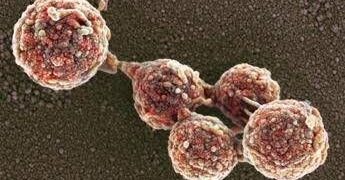 Cellule “zombie” in laboratorio, la scienza riesce a riportare in vita cellule morte