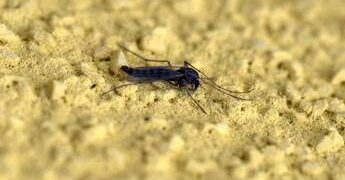 Con il caldo si svegliano le zanzare, esperti: “Subito interventi altrimenti è tardi”