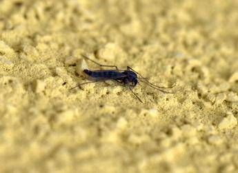 Con il caldo si svegliano le zanzare, esperti: “Subito interventi altrimenti è tardi”