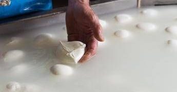 Consorzio di tutela della mozzarella di bufala campana Dop, allarme aumento costi per crisi Iran, possibili rialzi dei listini