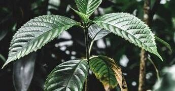 Droghe, esplode l’uso di kratom negli Usa: segnalazioni cresciute di 65 volte in un decennio