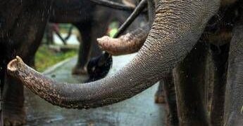 India, elefante dipinto di rosa muore 5 mesi dopo: gogna social per la fotografa russa