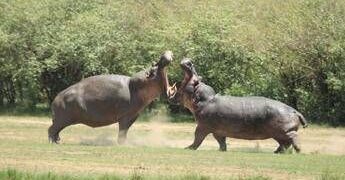 La Colombia abbatterà ‘gli ippopotami di Pablo Escobar’: il caso