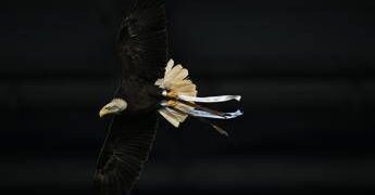 Lazio, Flaminia vola ma… sbaglia strada: atterraggio in Monte Mario