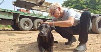 Libano, anche gli animali sotto le bombe: volontari pronti a sfidare gli attacchi per salvarli