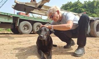 Libano, anche gli animali sotto le bombe: volontari pronti a sfidare gli attacchi per salvarli