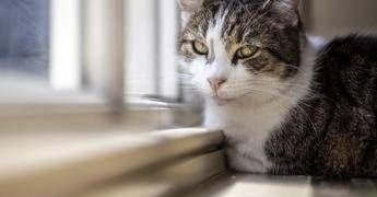 Microchip obbligatorio per cani e gatti, il Parlamento europeo ha dato l’ok definitivo