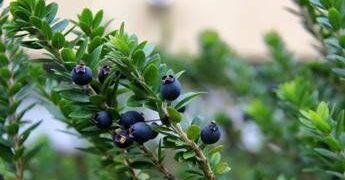 Mirto alleato della fertilità maschile, ‘protegge gli spermatozoi dai veleni delle plastiche’