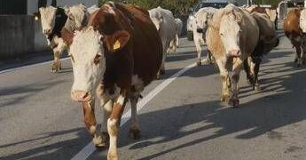 Mucche in strada, tre feriti e 7 bovini morti in scontro nell’Avellinese﻿