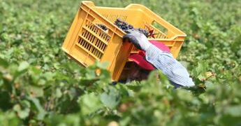 Pagavano 3 euro l’ora per turni da 14 ore nei campi, arrestati due imprenditori in Campania