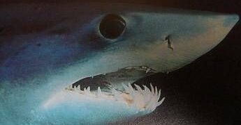 Paura a Gallipoli, grosso squalo attacca un’imbarcazione