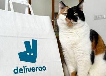 Pet day, su Deliveroo il migliore amico dell’uomo è il gatto, ordini doppi rispetto ai cani