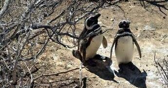 Pinguini sentinelle dell’ambiente in Patagonia, dotati di sensori rilevano inquinanti Pfas