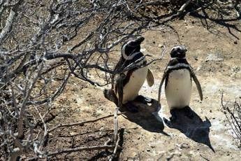 Pinguini sentinelle dell’ambiente in Patagonia, dotati di sensori rilevano inquinanti Pfas