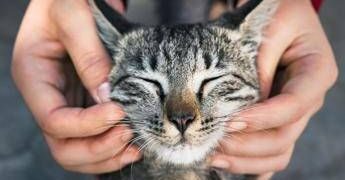 Primo vaccino Rna per i gatti, efficace contro 5 infezioni