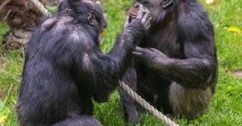 Scimpanzé in guerra, cuccioli strappati alle madri: il caso in Uganda