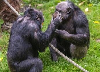 Scimpanzé in guerra, cuccioli strappati alle madri: il caso in Uganda