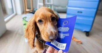 Viaggiare con cane e gatto in Europa, scattano nuove regole: documenti obbligatori e cosa cambia