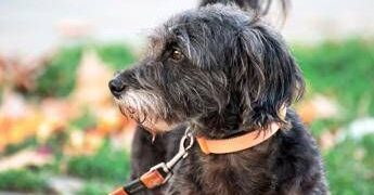 Avere un cane protegge il cuore e allunga la vita, il maxi studio