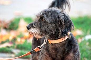 Avere un cane protegge il cuore e allunga la vita, il maxi studio