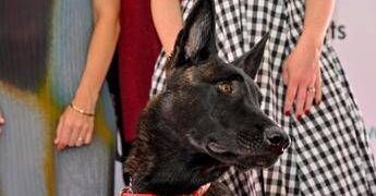 Cannes, il cane Yuri vince la Palm Dog: è la star del film ‘La Perra’