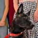 Cannes, il cane Yuri vince la Palm Dog: è la star del film ‘La Perra’