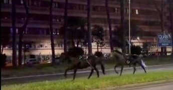 Cavalli in fuga a Roma, 4 vigili urbani fuori dalla parate del 2 giugno
