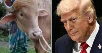 Donald Trump graziato, il bufalo superstar non verrà ucciso