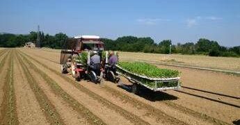 E. Romagna, allarme filiera italiana per accelerazione Commissione Ue su revisione direttiva Ue su prodotti tabacco