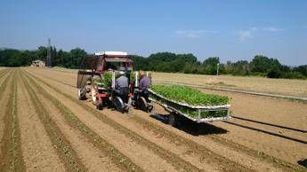 E. Romagna, allarme filiera italiana per accelerazione Commissione Ue su revisione direttiva Ue su prodotti tabacco