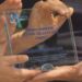 Festival TV di Dogliani, Coripet ha consegnato a Domenico Iannacone il premio Ambiente