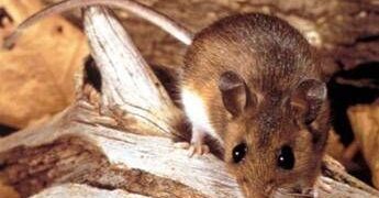 Hantavirus, cosa sappiamo