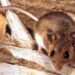 Hantavirus, cosa sappiamo