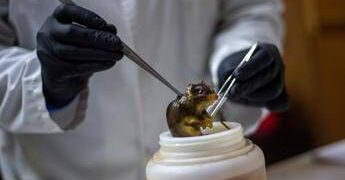 Hantavirus, topi come serbatoio: dobbiamo temere i ratti in città?
