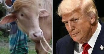 Il ‘sosia’ di Trump è un bufalo. E verrà ucciso presto