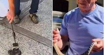 Kennedy ancora a caccia di serpenti, stavolta non viene morso