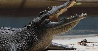Pistoia, “c’è un coccodrillo nel laghetto”: scattate le ricerche