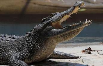 Pistoia, “c’è un coccodrillo nel laghetto”: scattate le ricerche