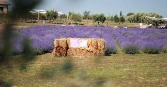 A giugno Roma si tinge di viola: torna la festa della lavanda al Lavandeto di Roma