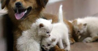 Acqua sempre disponibile e attenzione a superfici calde, 5 consigli per proteggere cani e gatti in estate