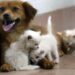 Acqua sempre disponibile e attenzione a superfici calde, 5 consigli per proteggere cani e gatti in estate