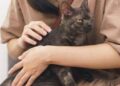 Asma nei bambini, uno studio assolve i gatti: “Nessun rischio da convivenza con i mici”