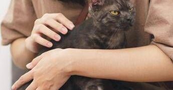 Asma nei bambini, uno studio assolve i gatti: “Nessun rischio da convivenza con i mici”