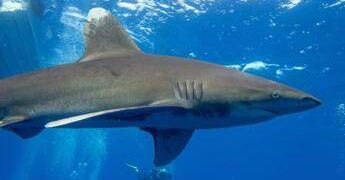 Australia, squalo di 4,5 metri attacca un sub: tragedia al largo di Albany