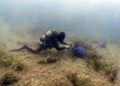 Findus rafforza l’impegno per la tutela del mare, lotta a plastiche e ripristino posidonia oceanica