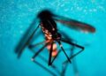 Firenze, caso di West Nile a Bagno a Ripoli: paziente ricoverata, scatta la disinfestazione