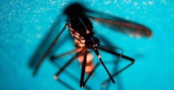 Firenze, caso di West Nile a Bagno a Ripoli: paziente ricoverata, scatta la disinfestazione