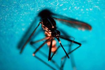 Firenze, caso di West Nile a Bagno a Ripoli: paziente ricoverata, scatta la disinfestazione